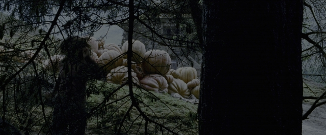 Medium shot frame from Harry Potter and the Prisoner of Azkaban — flower, forest