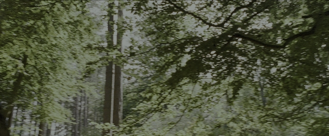 Wide shot frame from Harry Potter and the Prisoner of Azkaban — forest, willow