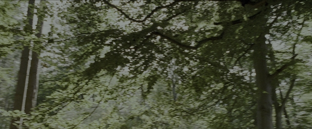 Wide shot frame from Harry Potter and the Prisoner of Azkaban — forest, willow