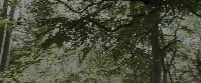 Wide shot frame from Harry Potter and the Prisoner of Azkaban — forest, willow