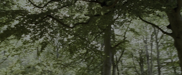 Wide shot frame from Harry Potter and the Prisoner of Azkaban — forest, willow