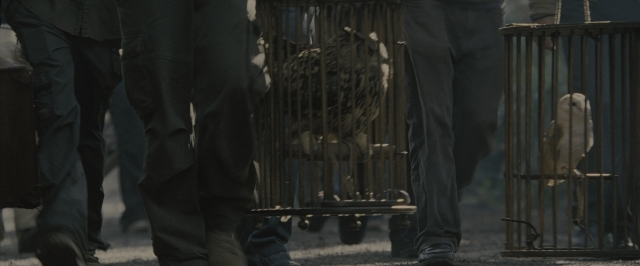 Wide shot frame from Harry Potter and the Order of the Phoenix — walking, street, bird