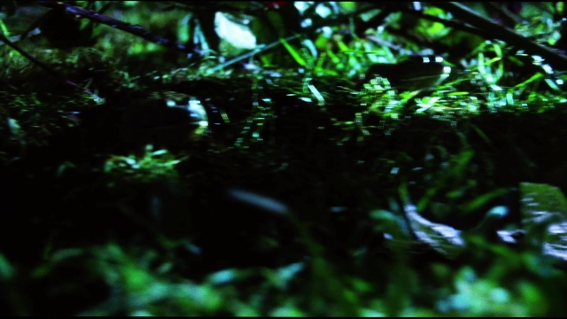 Frame from Practical Magic — fish, forest
