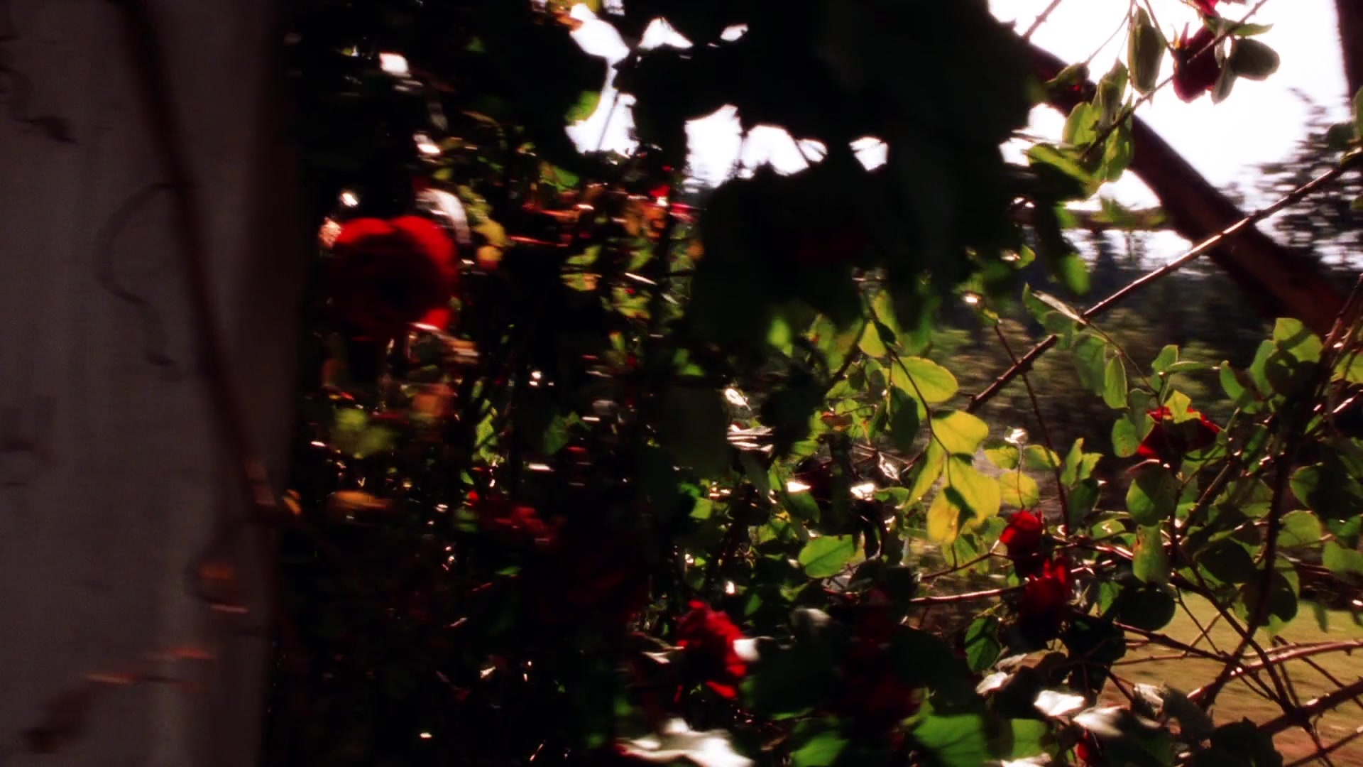 Practical Magic (1998), wide, 1.78:1 — film still