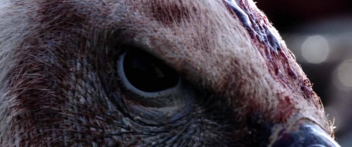 Alexander (2004), unknown, 2.40:1 — film still