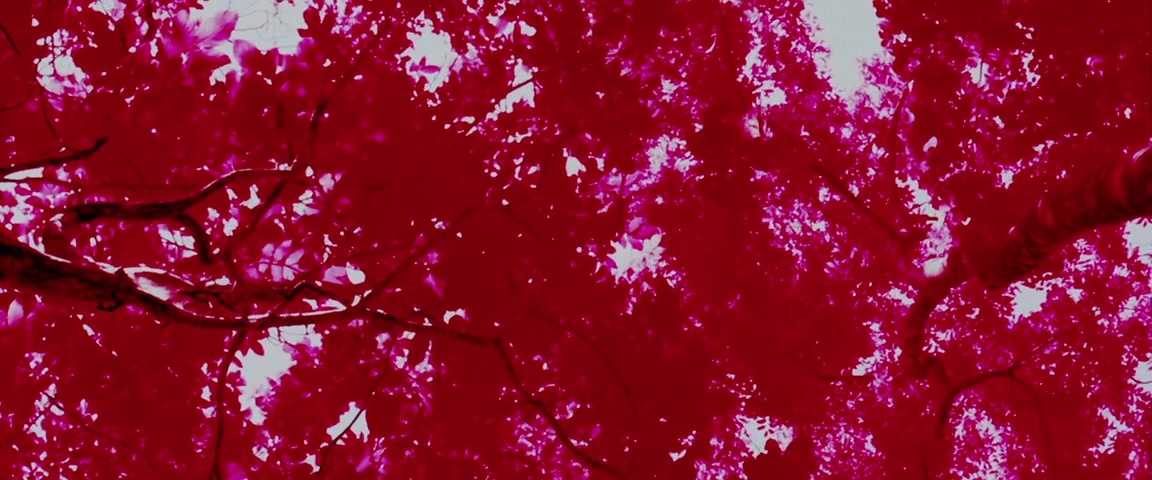 Alexander (2004), unknown, 2.40:1 — film still