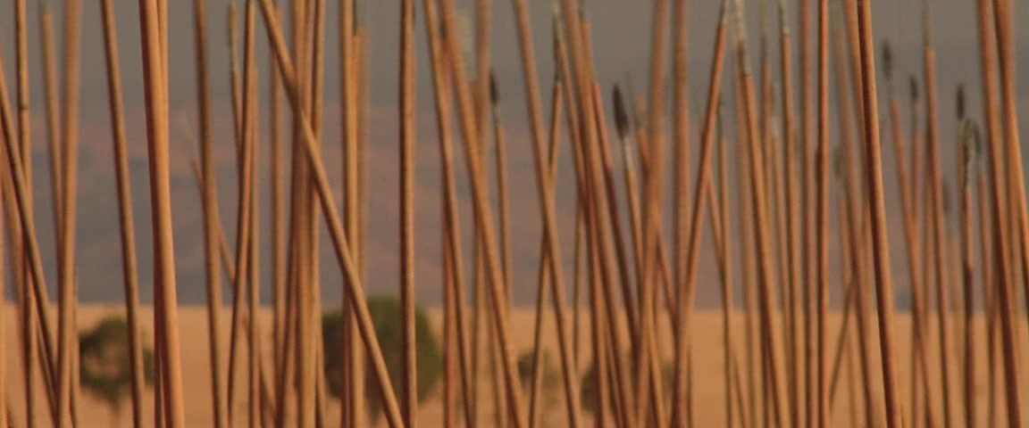 Alexander (2004), unknown, 2.40:1 — film still