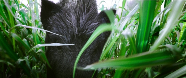 Wide shot frame from Bãhubali 2: The Conclusion — bed, animal, face