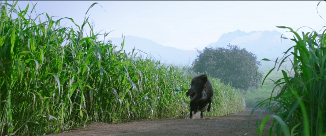 Wide shot frame from Bãhubali 2: The Conclusion — walking, animal, dog