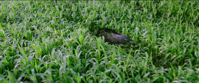 Wide shot frame from Bãhubali 2: The Conclusion — walking, uniform, bird