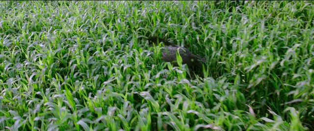 Wide shot frame from Bãhubali 2: The Conclusion — walking, bird