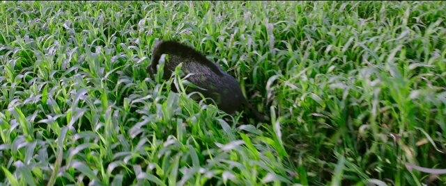 Wide shot frame from Bãhubali 2: The Conclusion — walking, bird