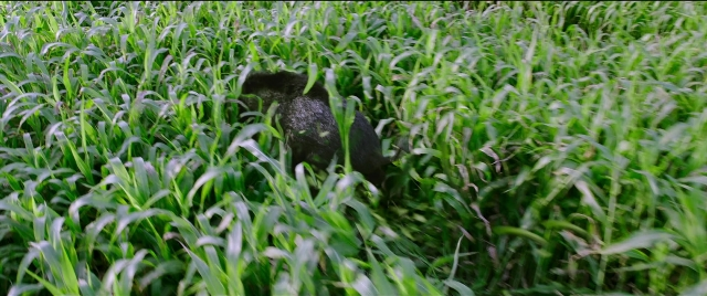 Wide shot frame from Bãhubali 2: The Conclusion — animal, bird