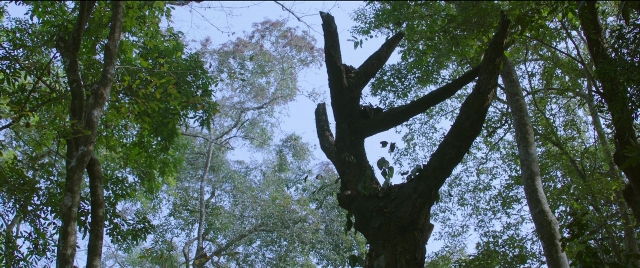 Wide shot frame from Bãhubali 2: The Conclusion — bird, forest