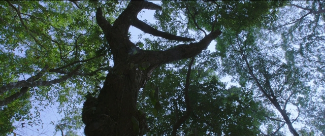 Wide shot frame from Bãhubali 2: The Conclusion — forest, tree