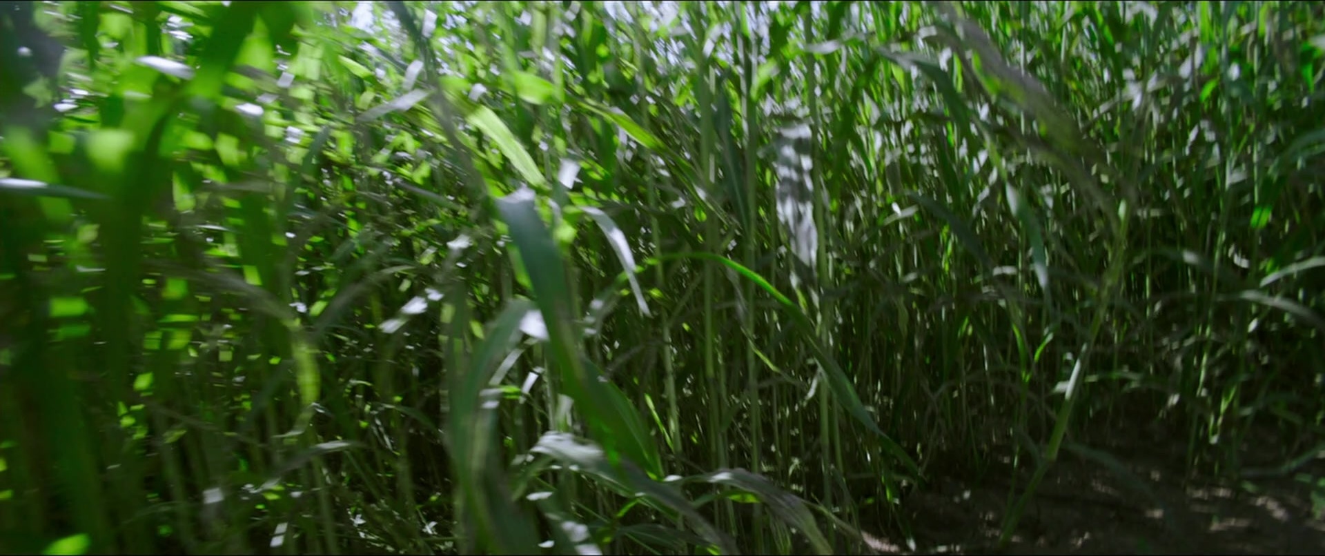 Bãhubali 2: The Conclusion (2017), unknown, 2.38:1 — film still
