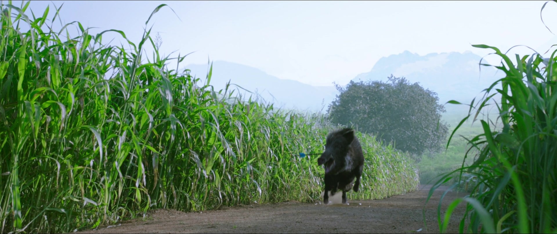 Bãhubali 2: The Conclusion (2017), wide, 2.38:1 — film still