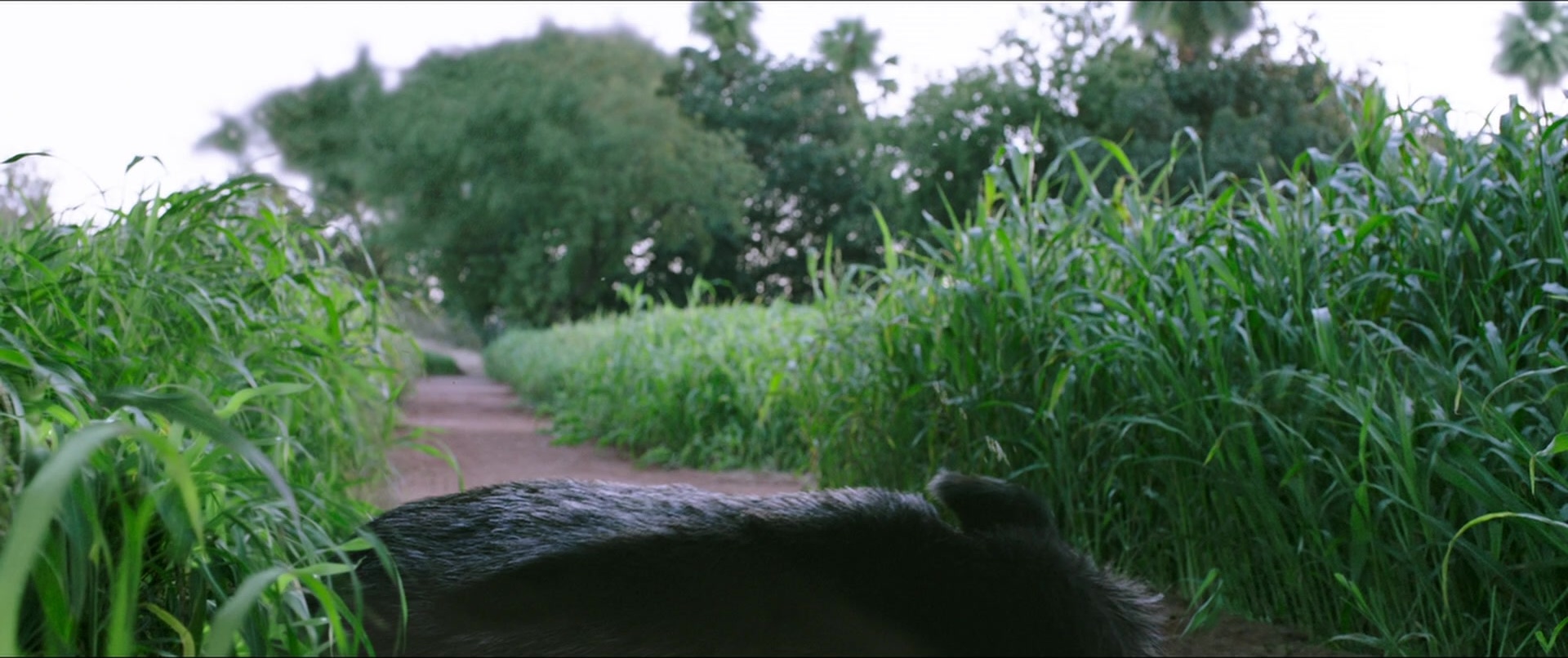 Bãhubali 2: The Conclusion (2017), unknown, 2.38:1 — film still