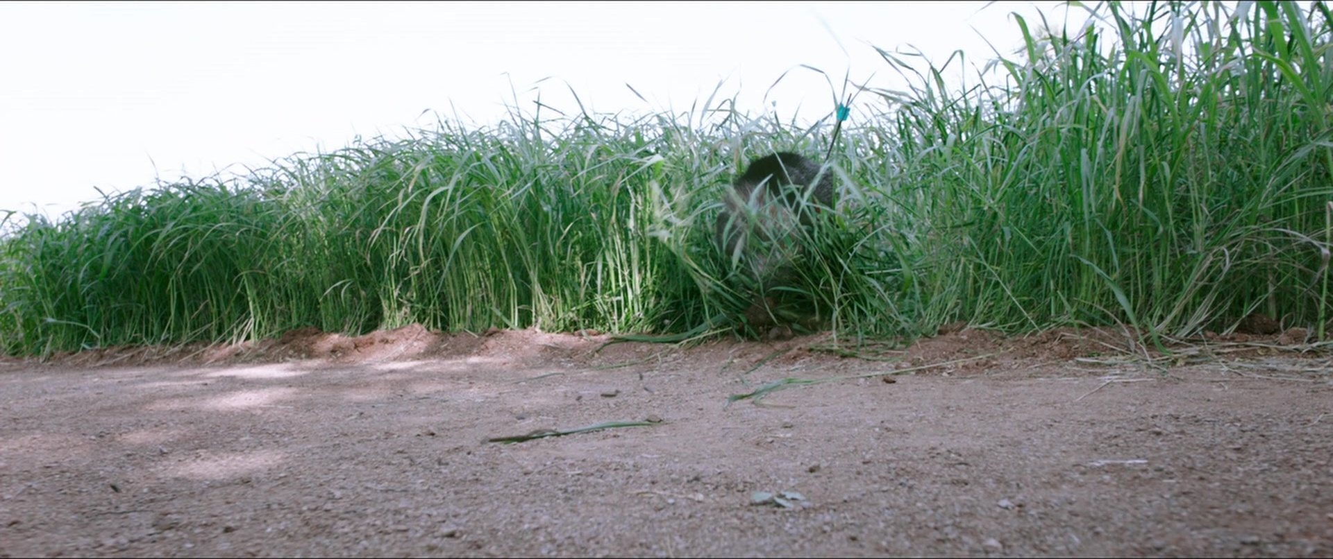 Bãhubali 2: The Conclusion (2017), unknown, 2.38:1 — film still