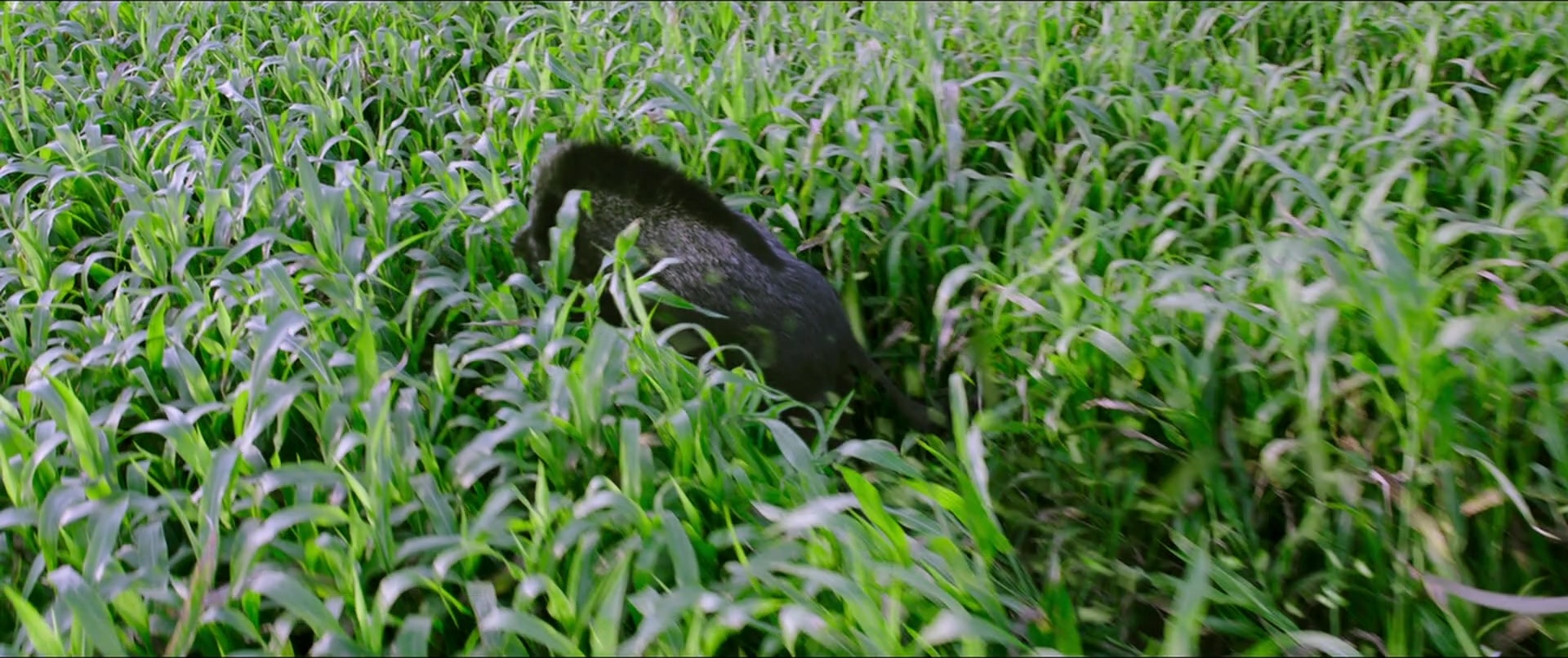 Bãhubali 2: The Conclusion (2017), wide, 2.38:1 — film still