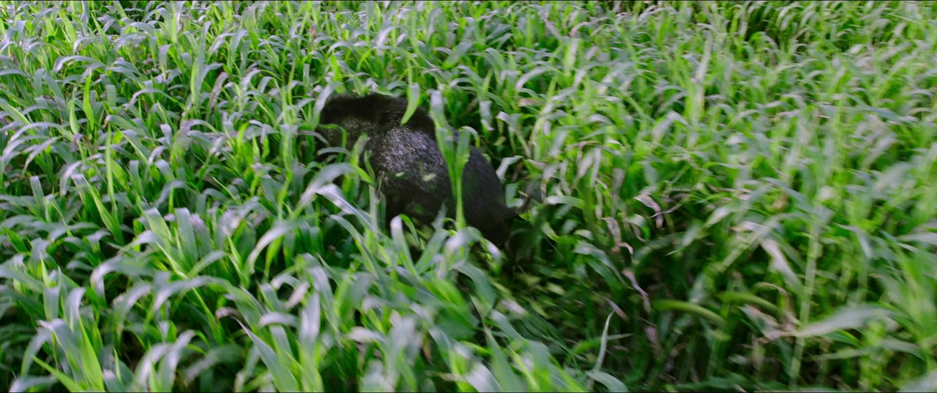 Bãhubali 2: The Conclusion (2017), wide, 2.38:1 — film still