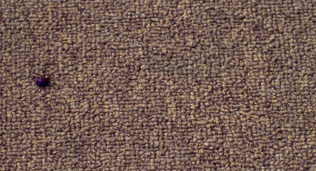 seria-61311.jpg