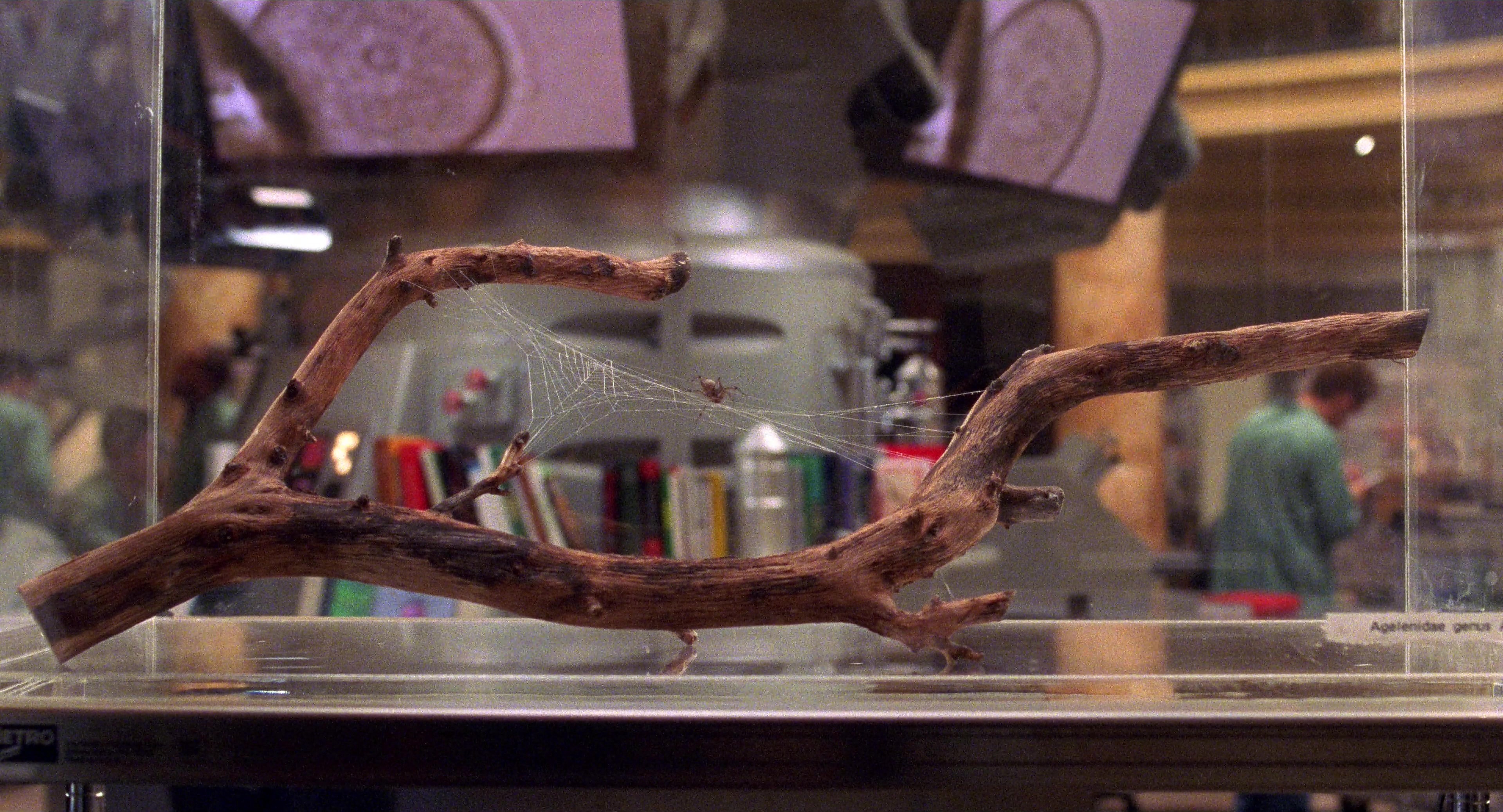 Spider-Man (2002), wide, 1.85:1 — film still
