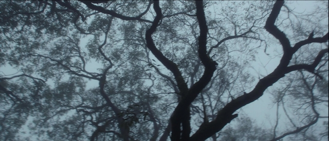Wide shot frame from Bãhubali: The Beginning — bird, forest