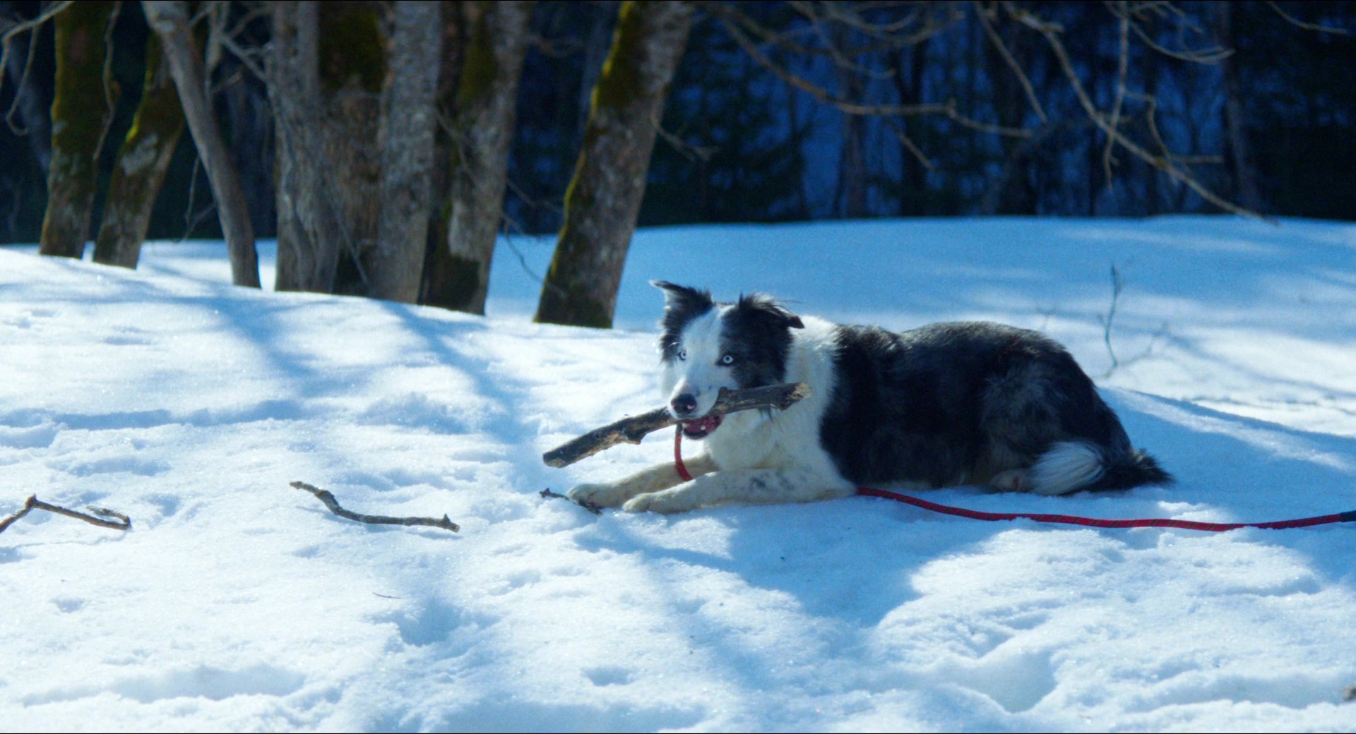 Anatomie d'une chute (2023), wide, 1.85:1 — film still