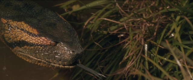 Frame from Anaconda — bed, water, snake
