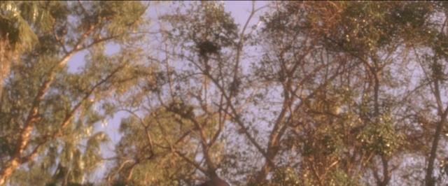 Wide shot frame from Anaconda — hand, bird, person