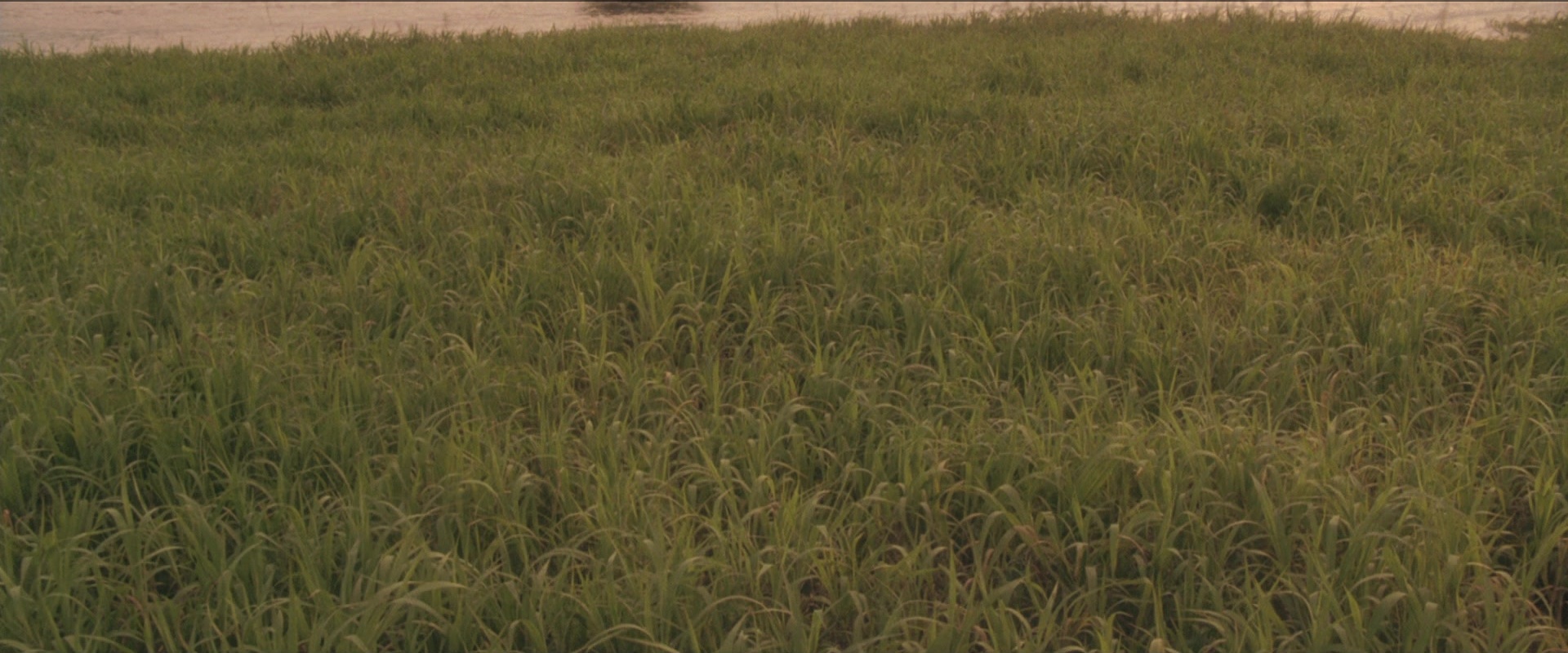 Anaconda (1997), wide, 2.40:1 — film still