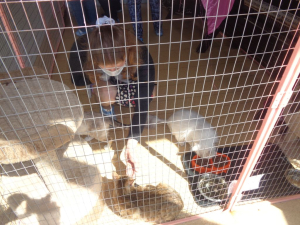 Выставка кошек «Уникальное котоместо»