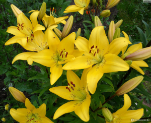 Палитра лета