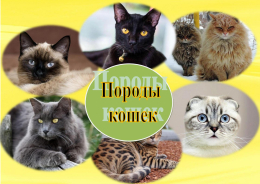 Братья наши меньшие