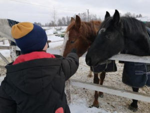 Удивительный мир лошадей