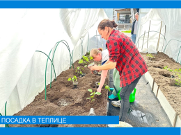 Посадка помидоров и перца 