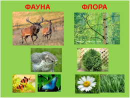 Экологическая викторина