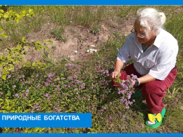В гости к лесной царице-чернике