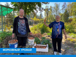 Время морковки -  сбор урожая