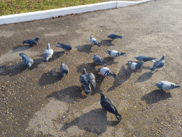 Акция "Синичкин день".