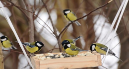 Синичкин день