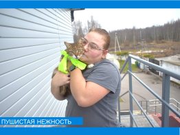 «День пушистой нежности»