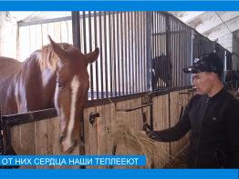 День лошади