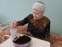 Репчатый лук от клуба «Цветочная оранжерея».