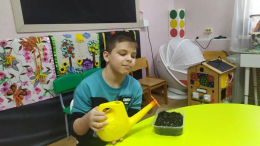 Огород на подоконнике