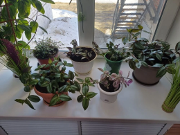 Гарденотерапия - направление реабилитации.