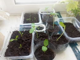 Продолжение проекта "Ростки дружбы"