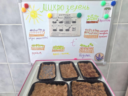 Зеленый старт: посадка микрозелени! 