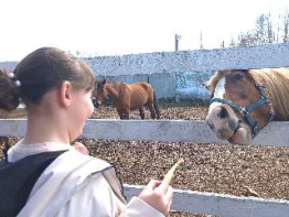 Из агрокомплекса – в конный клуб